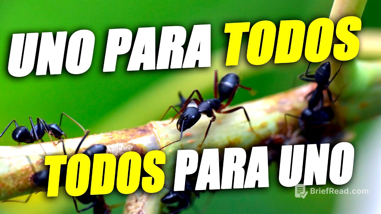 EL CICLO DE VIDA DE LAS HORMIGAS