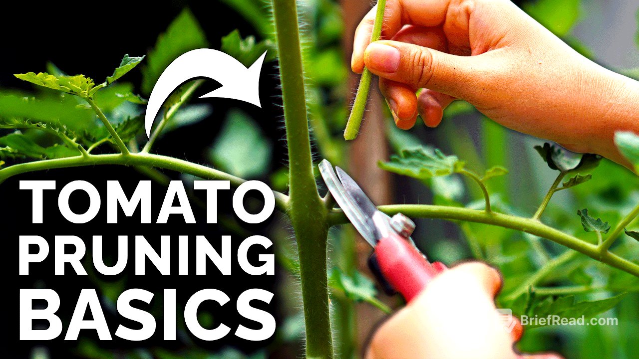 How to Prune Tomatoes for Maximum Yield and Plant Health