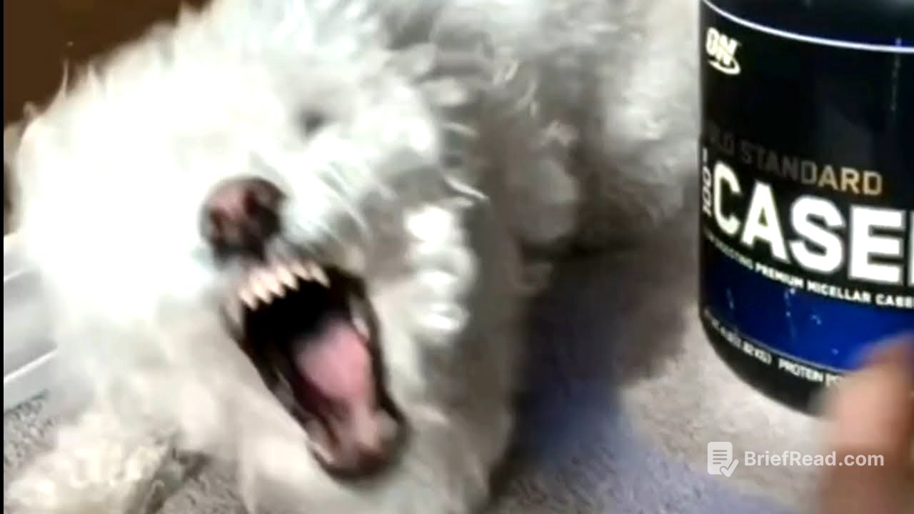 Quincy selfish dog videos