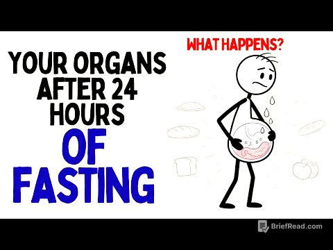 What Happens to Your Organs If You Fast for 24 Hours? (Science Explained)