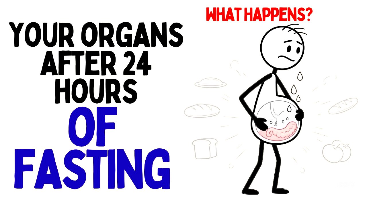 What Happens to Your Organs If You Fast for 24 Hours? (Science Explained)
