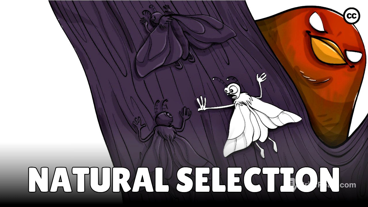 Darwin's Theory of Evolution: Natural Selection