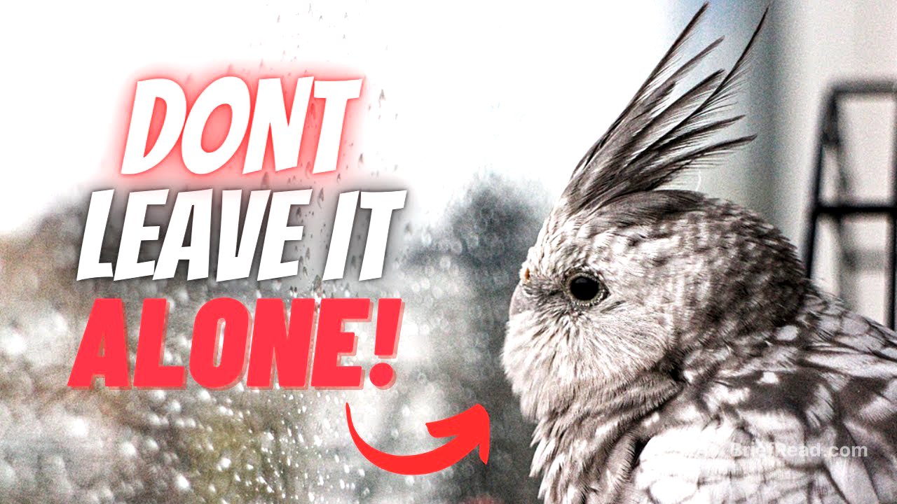 5 Mistakes  Every Beginner Does to Cockatiel