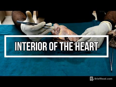 Heart 2 - Interior of the Heart