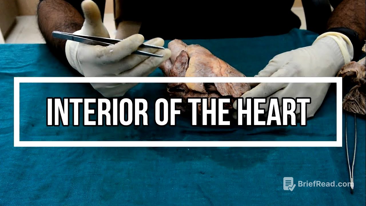 Heart 2 - Interior of the Heart