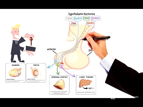 Pharmacology – DRUGS FOR PITUITARY AND THYROID DISORDERS (MADE EASY)