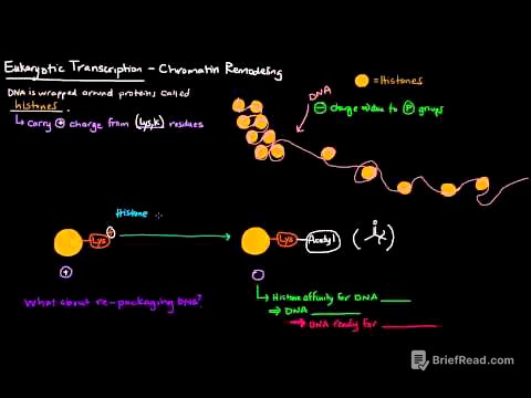 Chromatin Remodeling in Eukaryotes