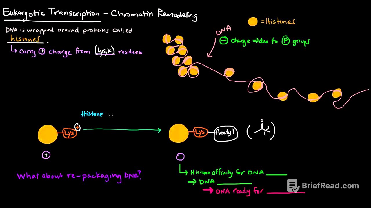 Chromatin Remodeling in Eukaryotes