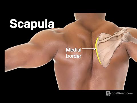 Scapula
