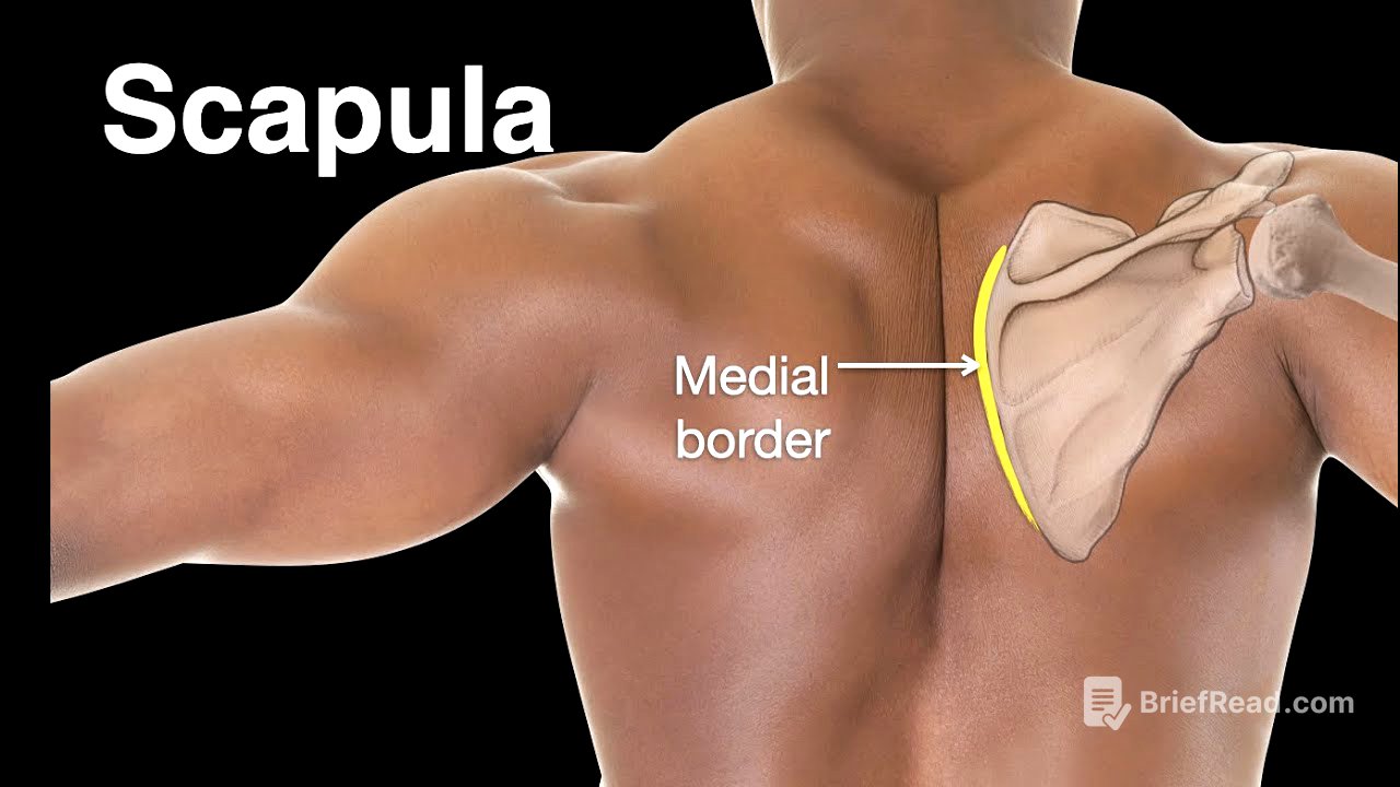 Scapula