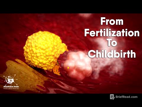 Educational Content ,From Fertilization To Childbirth | 3d medical animation | by Dandelion Team
