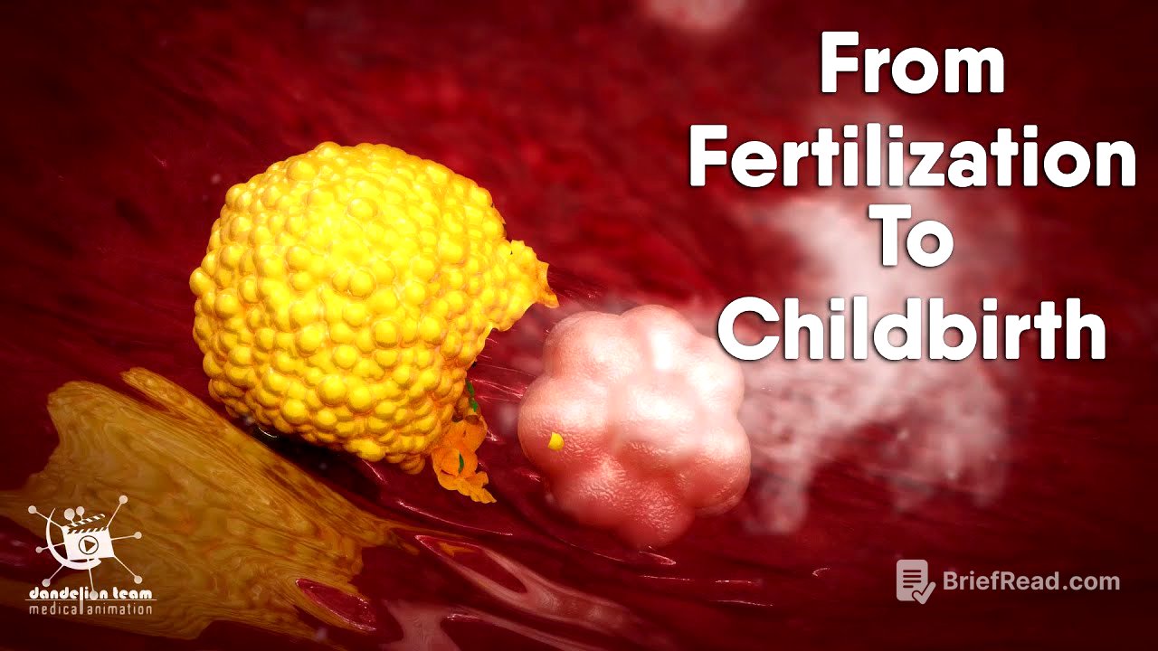 Educational Content ,From Fertilization To Childbirth | 3d medical animation | by Dandelion Team