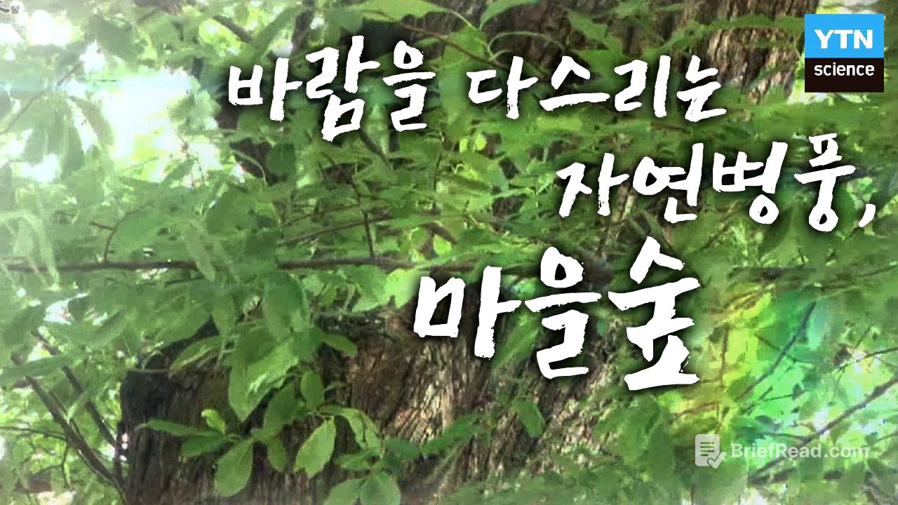 바람을 다스리는 자연병풍, 마을숲 / YTN 사이언스