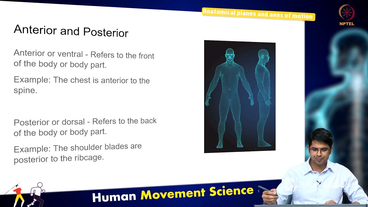 Anatomical planes and axes of motion