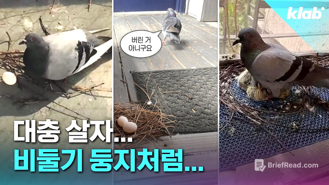 비둘기는 둥지를 왜 이렇게 지을까?｜크랩