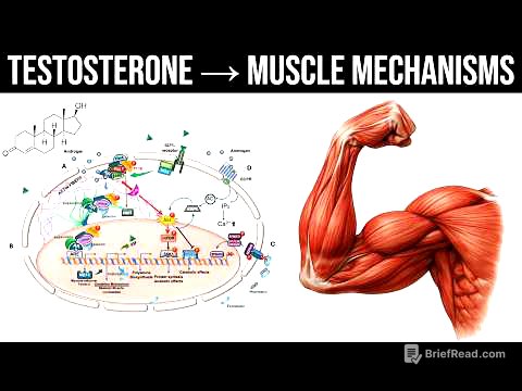 Exactly How Testosterone Increases Muscle Growth (Molecular Mechanisms)