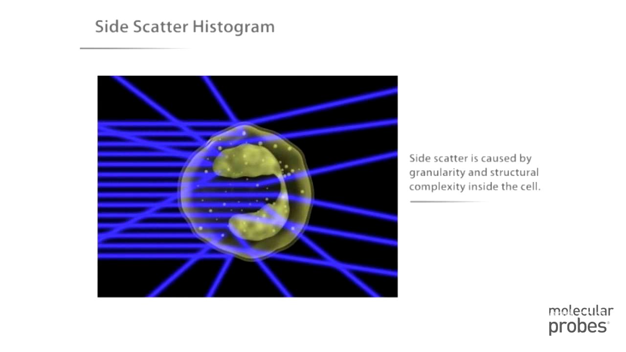 Molecular Probes Tutorial Series—Introduction to Flow Cytometry