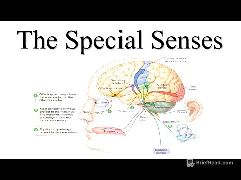 Special Senses Lecture