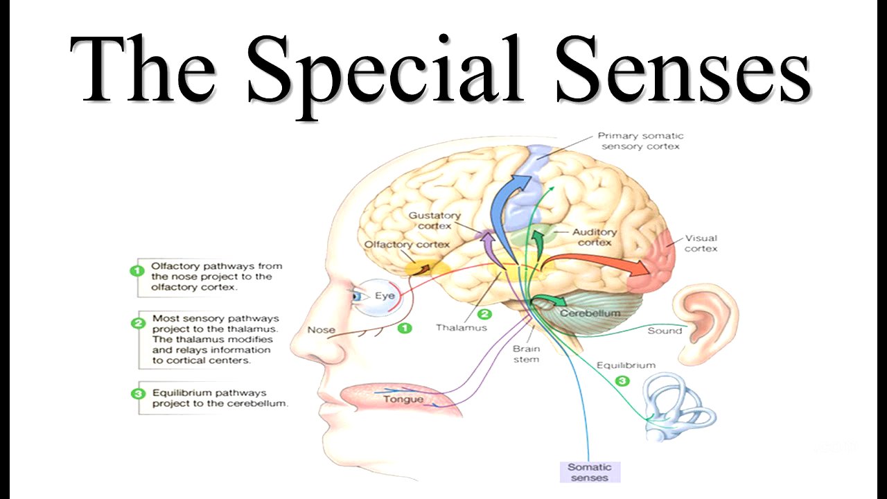 Special Senses Lecture