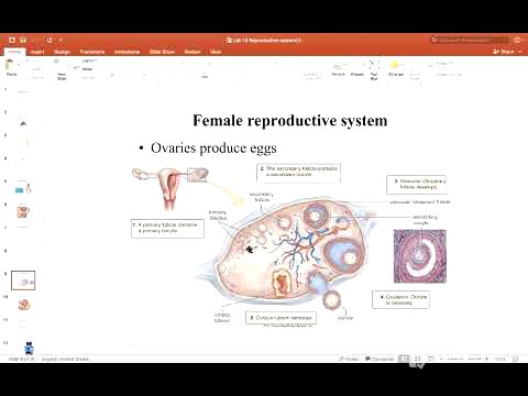 SCI 202 Chapter 28 Female Reproductive System Part 1