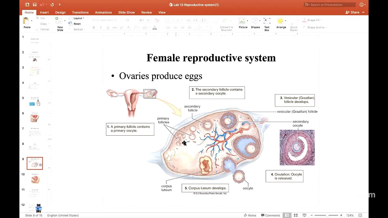 SCI 202 Chapter 28 Female Reproductive System Part 1