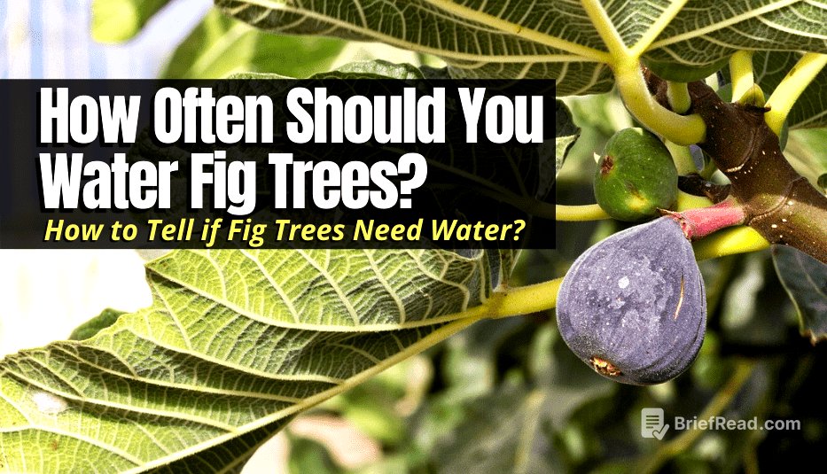 How Often Should You Water Fig Trees? - The Backyard Pros
