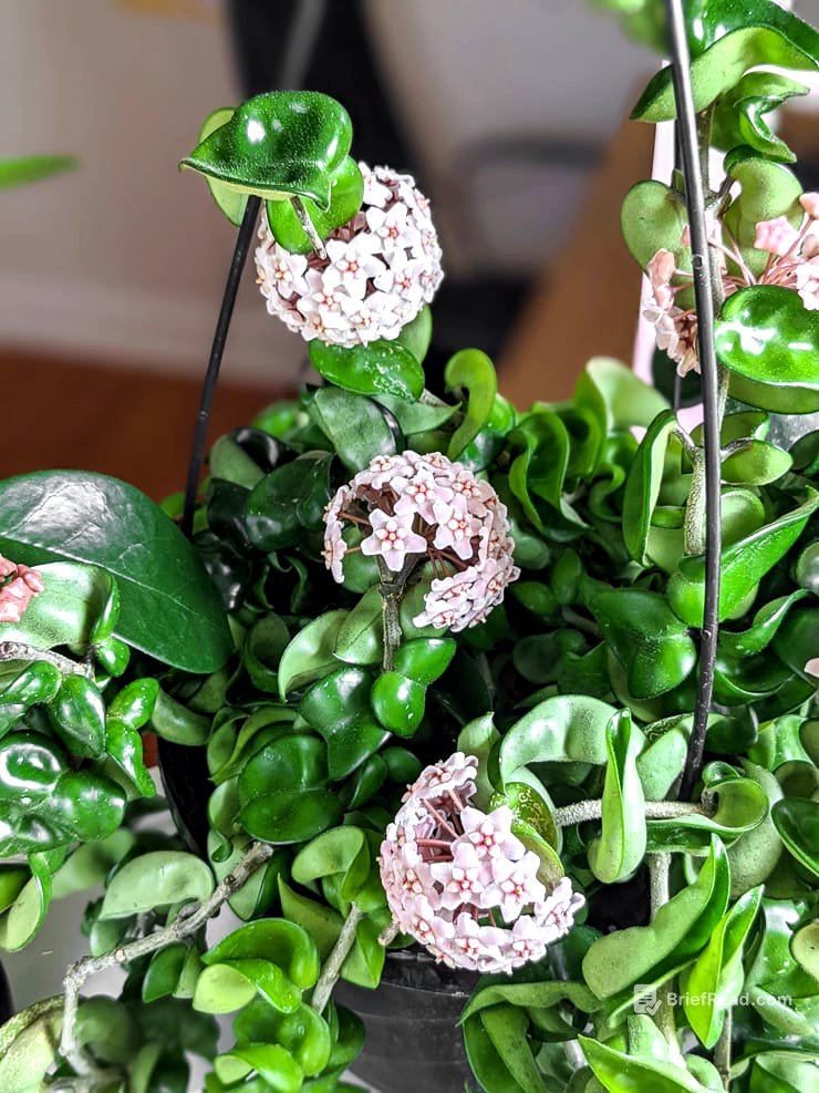How to get a hoya to bloom & my tips for encouraging flowering!