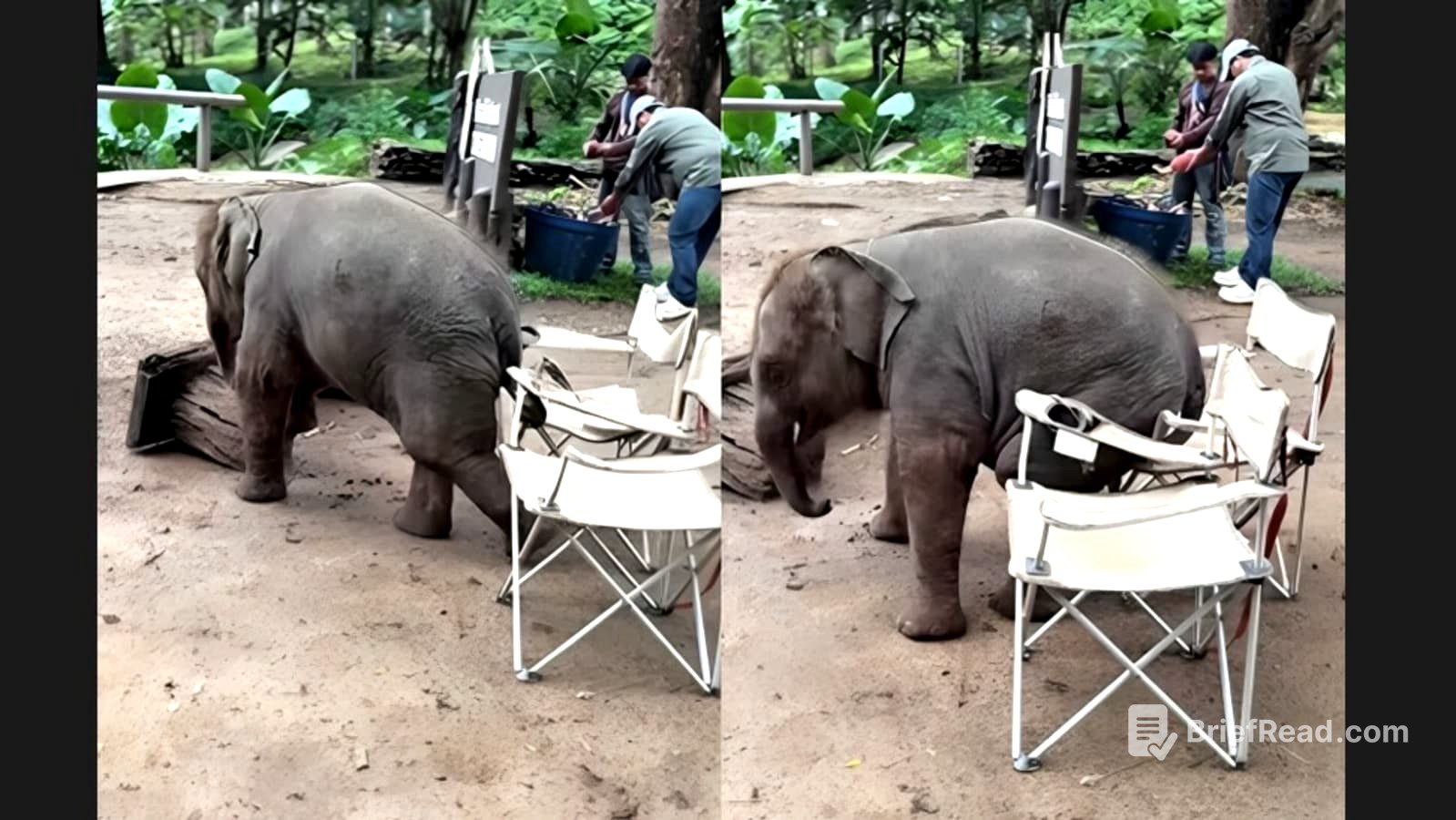 Baby elephant tries to sit on chair like a human but hilariously fails, internet giggles with joy | Trending - Hindustan Times