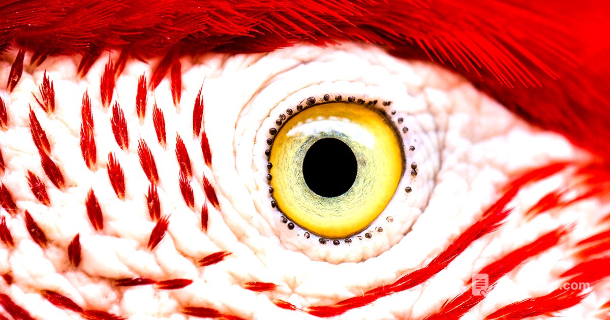 How the Bird Eye Was Pushed to an Evolutionary Extreme | Quanta Magazine