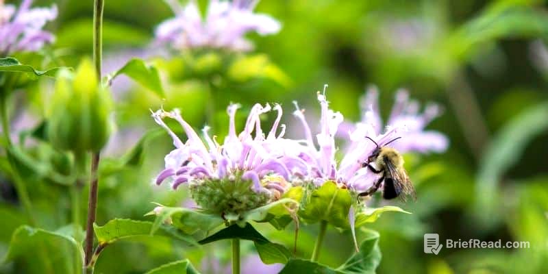 The Top 10 Companion Plants for Figs – Couch to Homestead