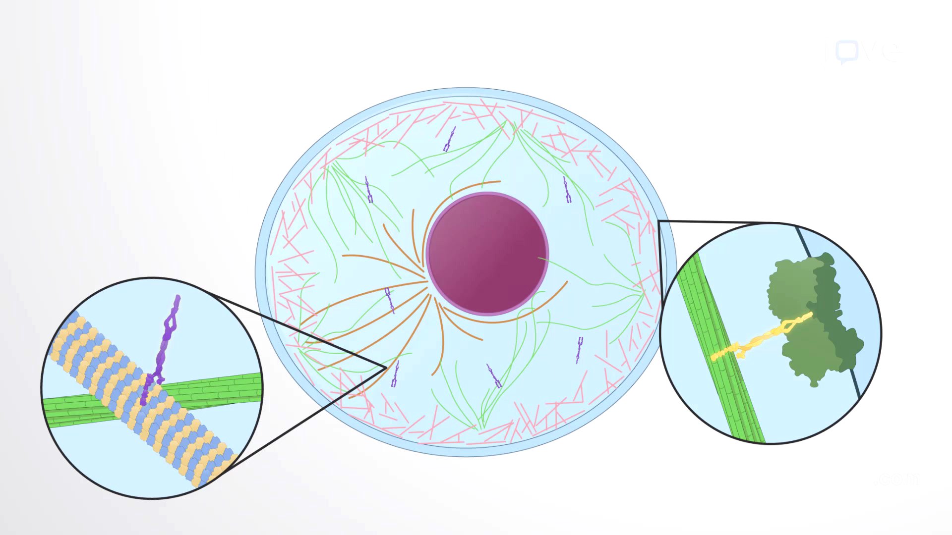 Video: Introduction to Cytoskeleton