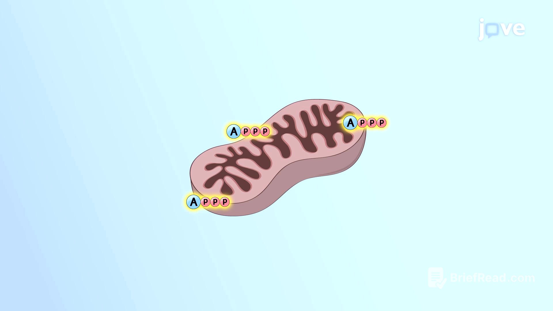 Video: Mitochondria