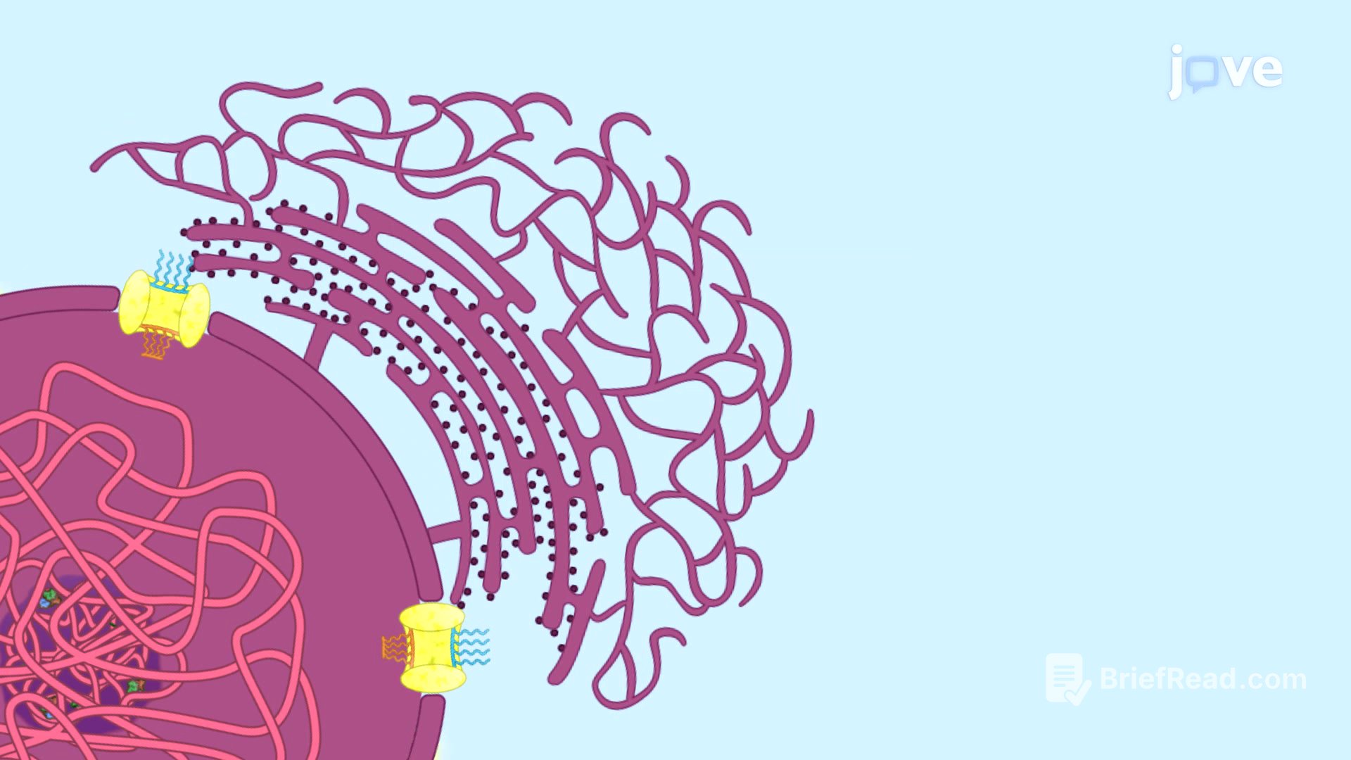 Video: The Endoplasmic Reticulum