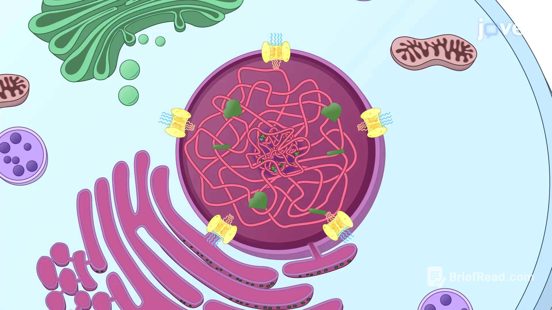 Video: The Nucleus