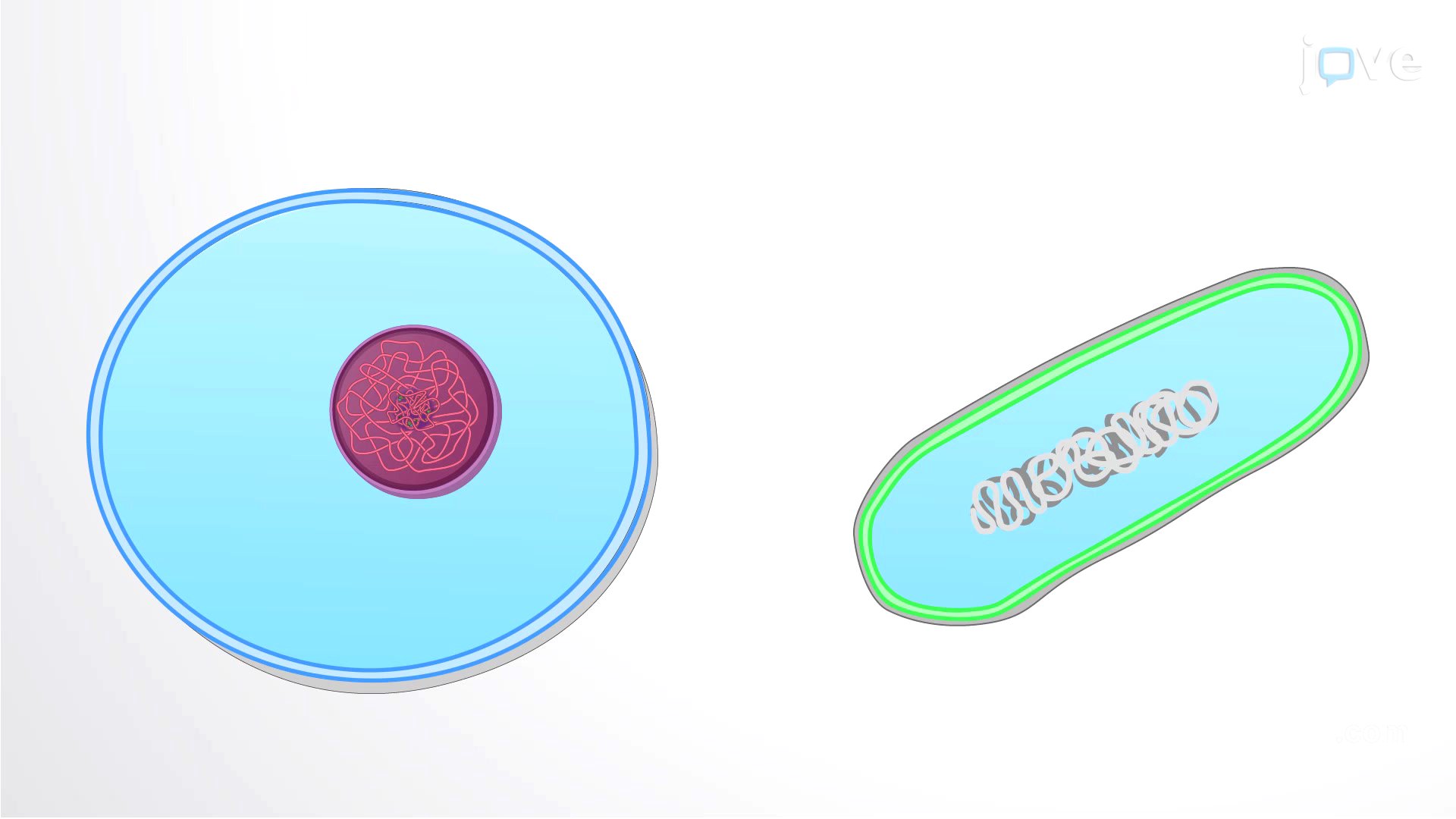 Video: Cytoplasm