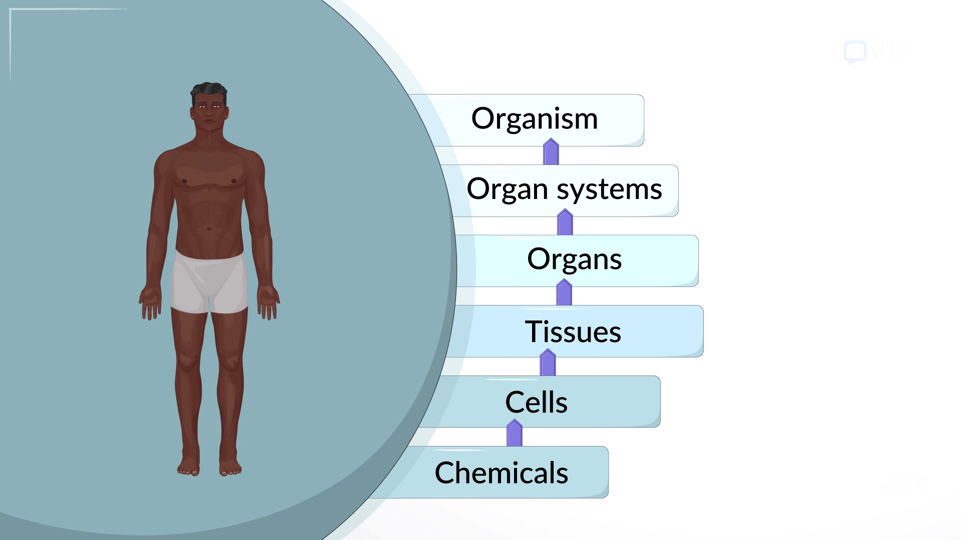 Video: Structural Organization of the Human Body: An Overview