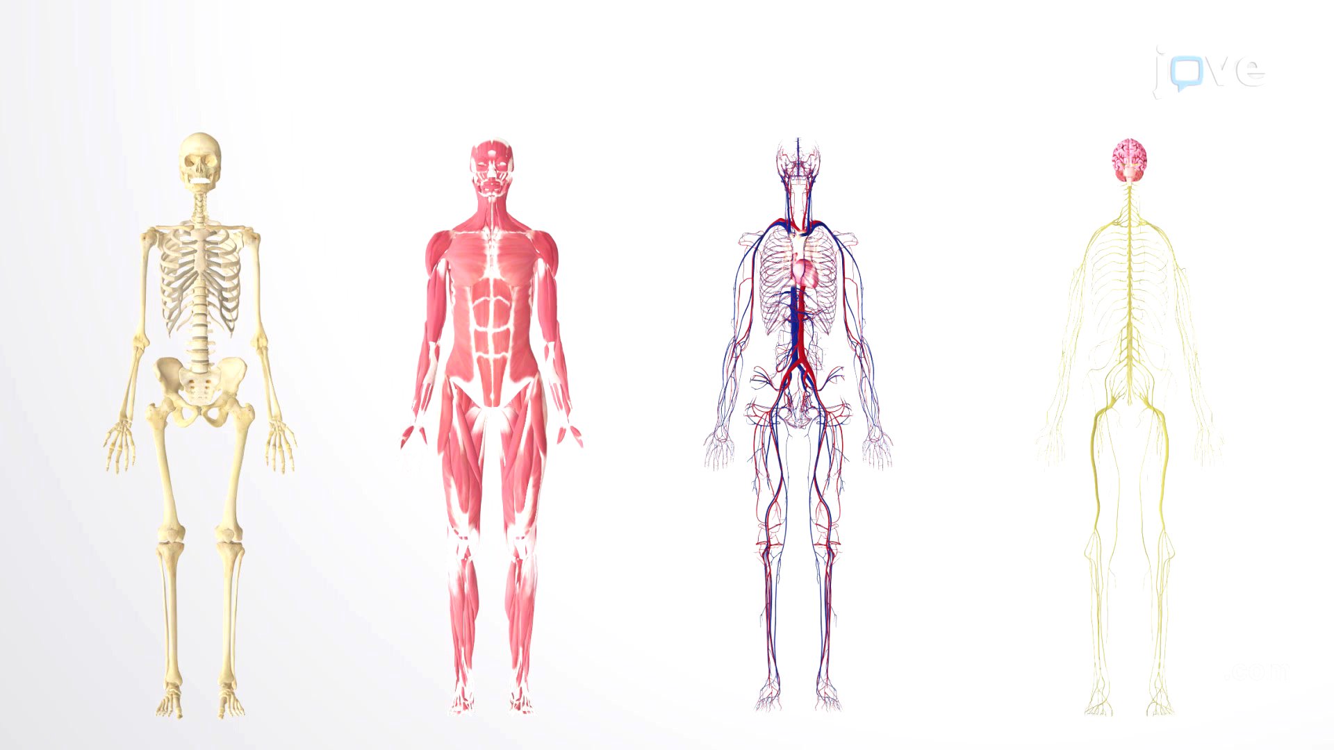 Video: Functions of Life
