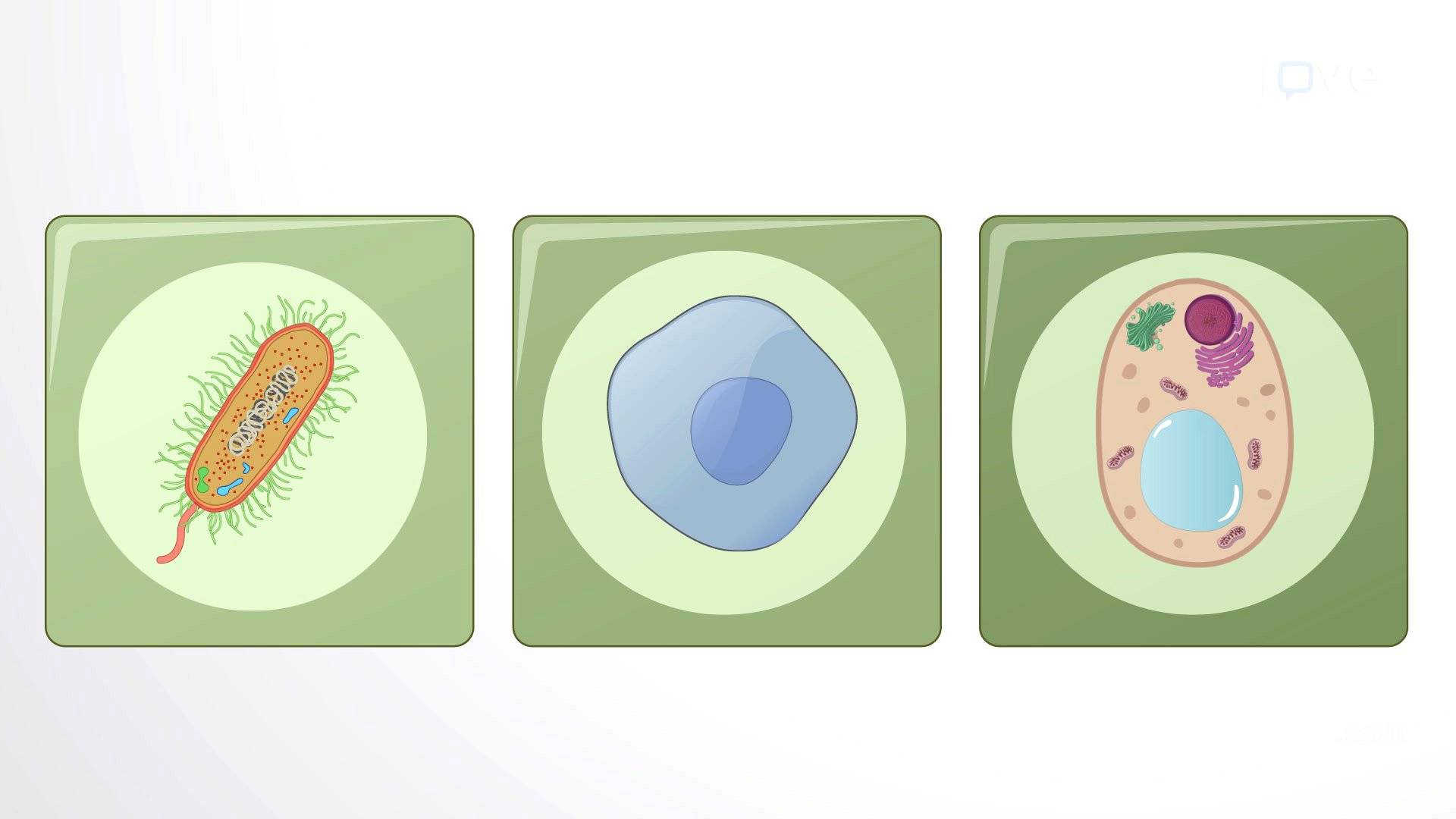 Video: Cell Diversity