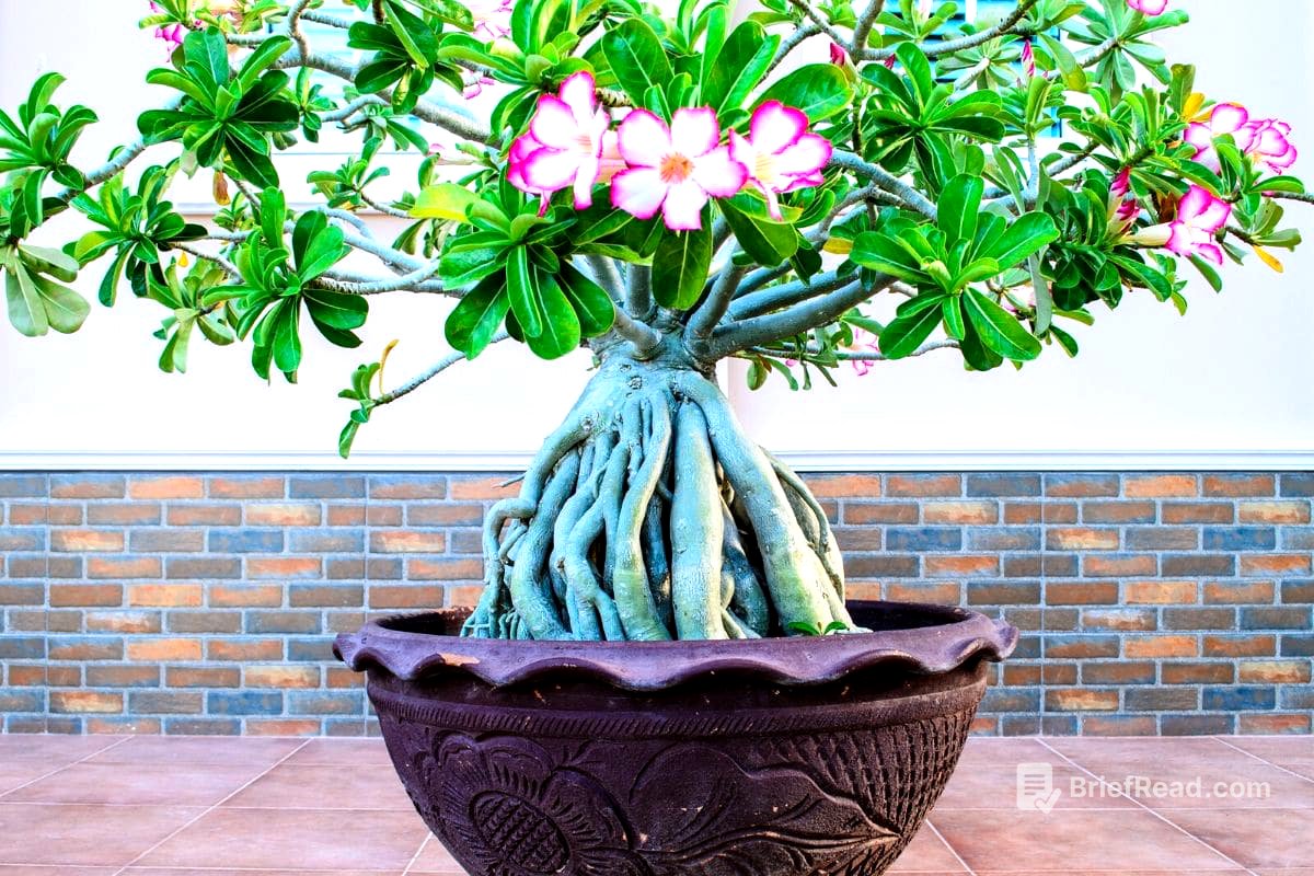 Desert Rose (Adenium Obesum) Bonsai: How to Plant Grow and Care | Florgeous