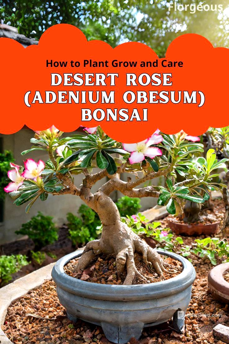 Desert Rose (Adenium Obesum) Bonsai Planting and Care Guide