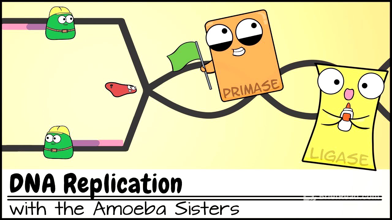 DNA Replication (Updated) - YouTube