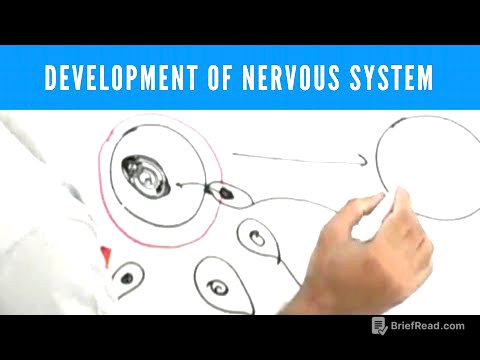 Development of Nervous System | Neuroanatomy