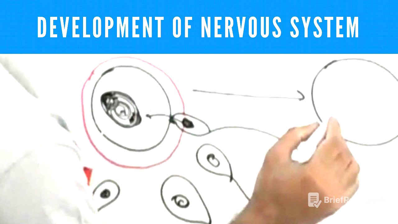 Development of Nervous System | Neuroanatomy