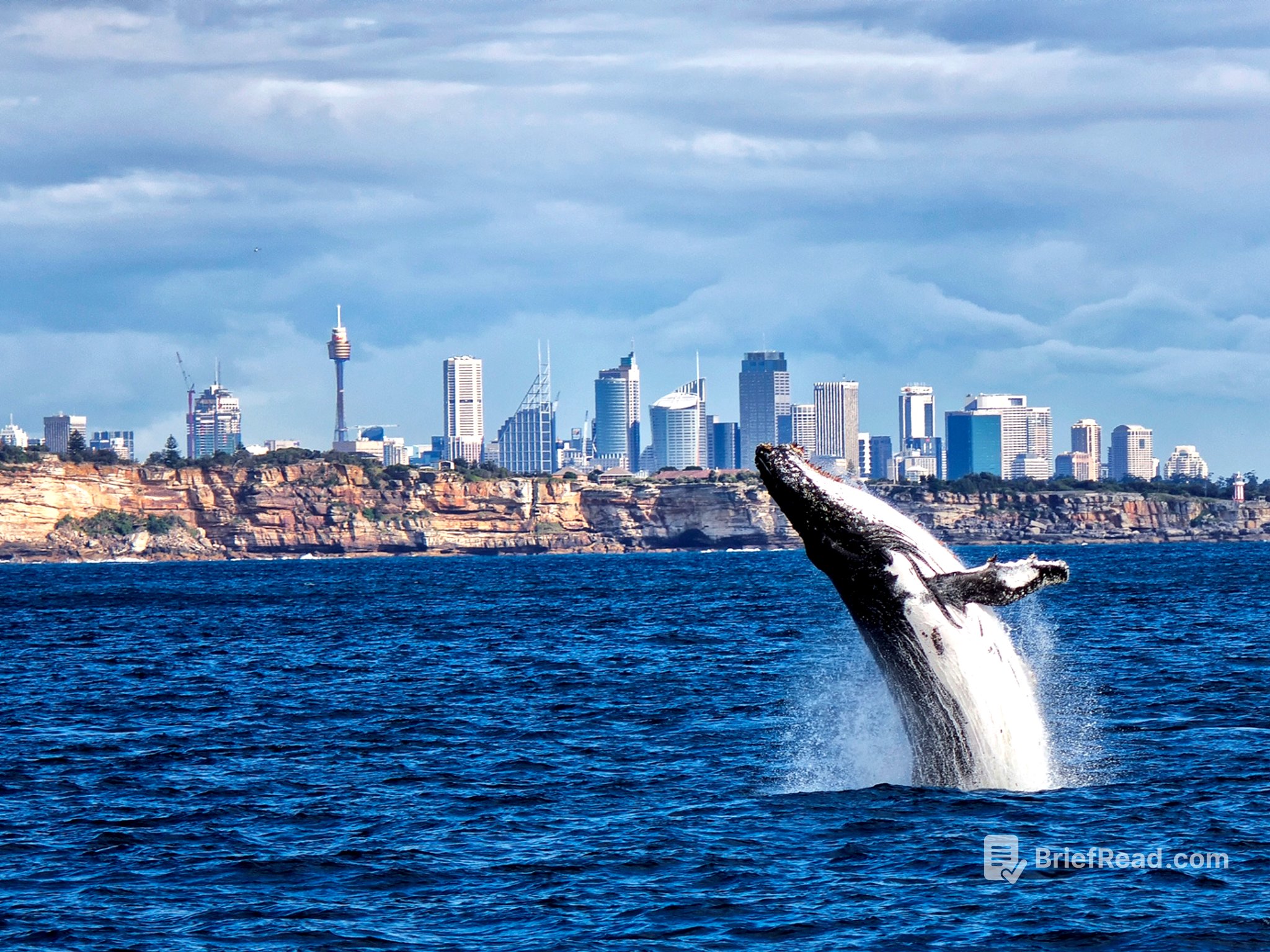 Whale watching season has arrived in Sydney – here's how to see them