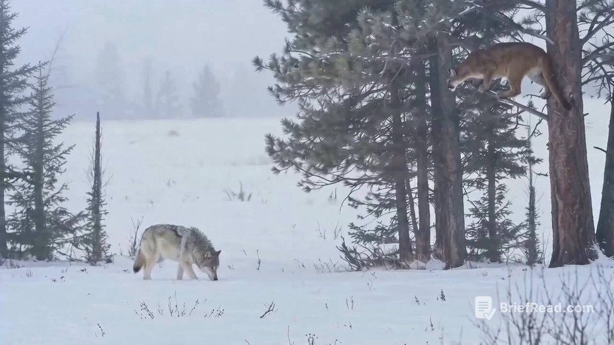 Animal Admirer 🇺🇲 US on X: "Rare moments when mountain lion attacked on pack of wolves.." / X
